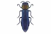 Agrilus pratensis