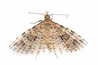 Alucita hexadactyla