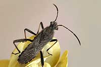 Alydus calcaratus