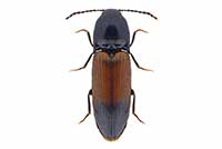 Ampedus balteatus