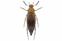 Anaspis flava