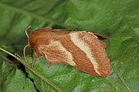 Barczatka wilczomleczówka