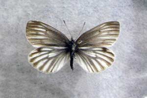 ikona