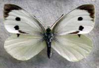 ikona