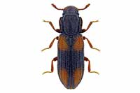 Bitoma crenata