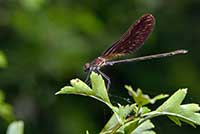 Calopteryx haemorrhoidalis