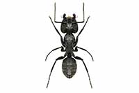Camponotus vagus