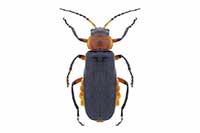 Cantharis rustica