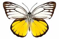 Ciekawostki o owadach