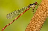 Ceriagrion tenellum
