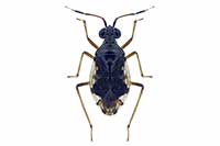 Chartoscirta elegantula