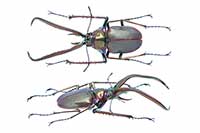 Chiasognathus grantii