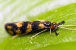 Leptoceridae
