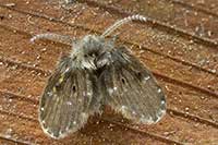 Clogmia albipunctata