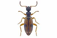 Cordicomus gracilis