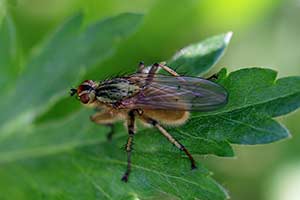 Cuchna nawozowa