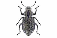 Cycloderes pilosulus