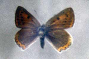 ikona