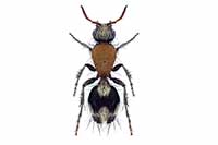 Dasylabris miogramma