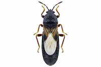 Dimorphopterus spinolae