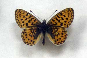 ikona