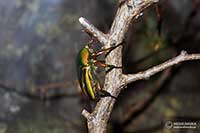 Eudicella woermanni