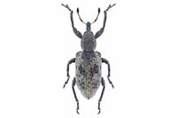 Hypera adspersa