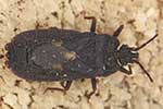 Korowcowate