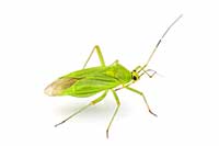 Lygocoris pabulinus