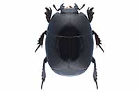 Margarinotus graecus