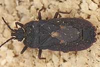 Mezira tremulae
