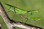 Mantidae