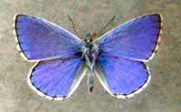 Modraszek adonis