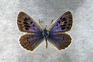 ikona