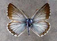ikona