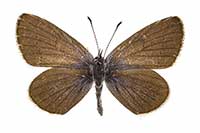 ikona