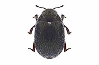 Morychus aeneus