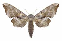 Nastrosz osinowiec