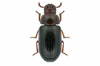Neomida haemorrhoidalis