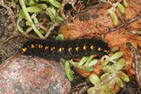Larwa Niepylak apollo