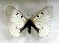 ikona