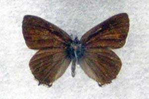 ikona