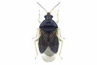 Orius agilis
