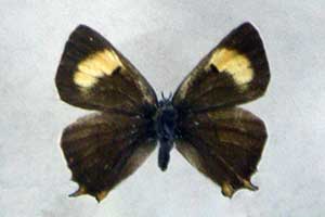 Pazik brzozowiec
