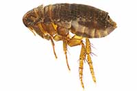 ikona