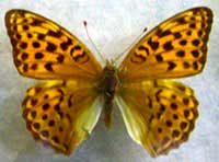 ikona