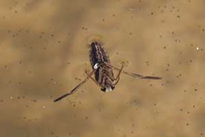 Notonecta glauca