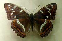 ikona