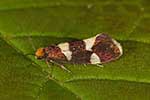Prodoxidae