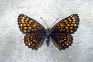 ikona